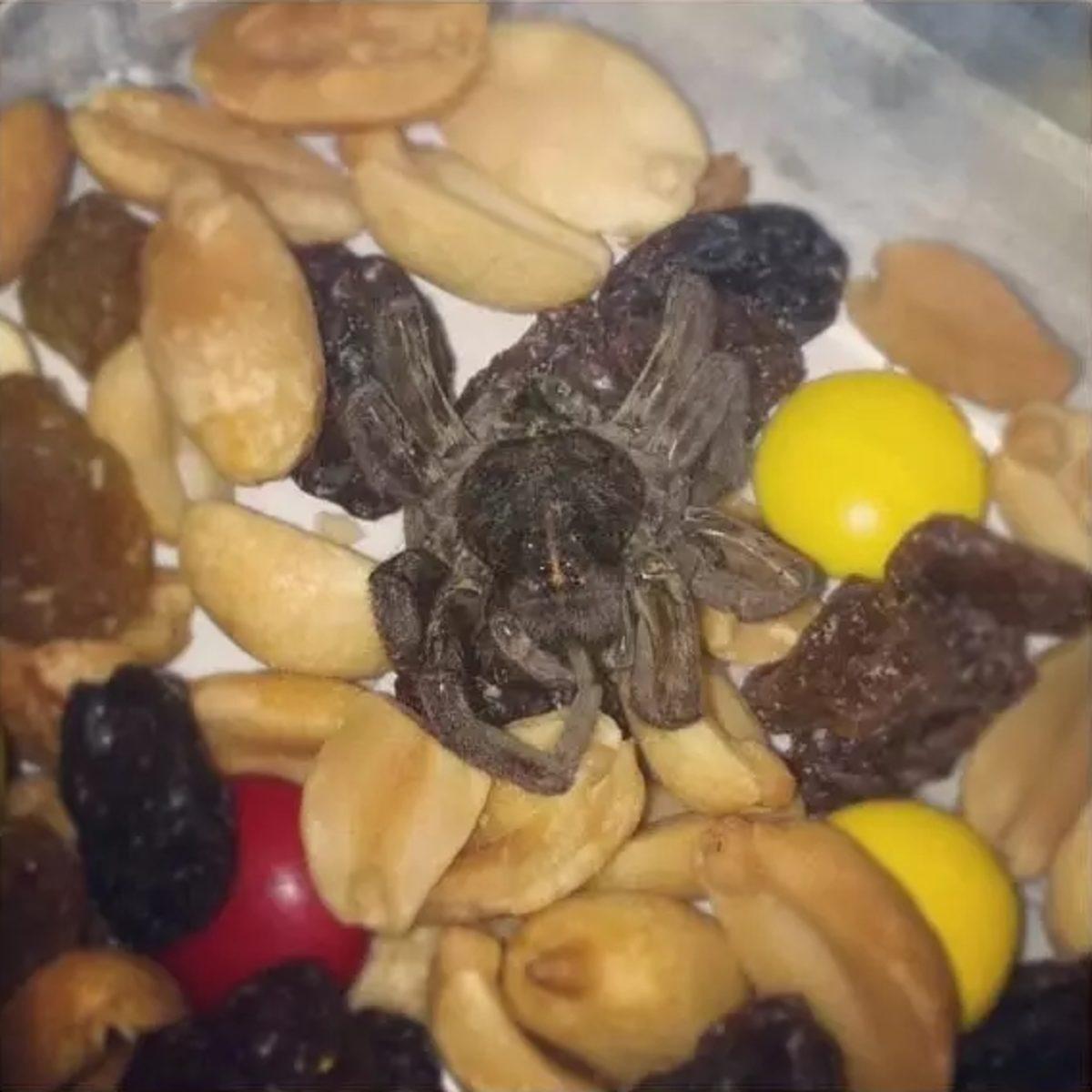 Örümceklerin Her Yerde Olabileceğini Kanıtlayan 23 Fotoğraf