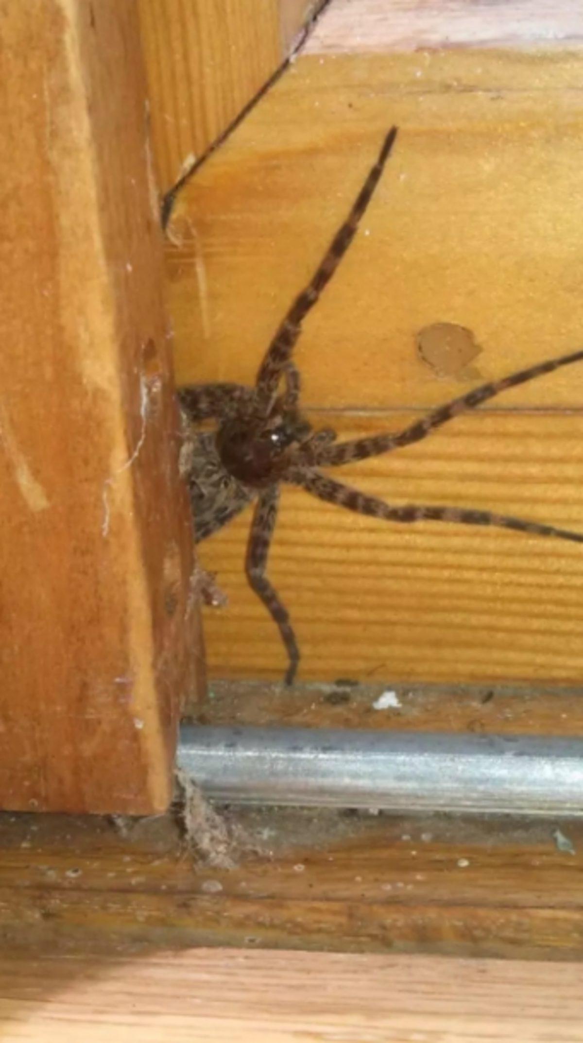 Örümceklerin Her Yerde Olabileceğini Kanıtlayan 23 Fotoğraf