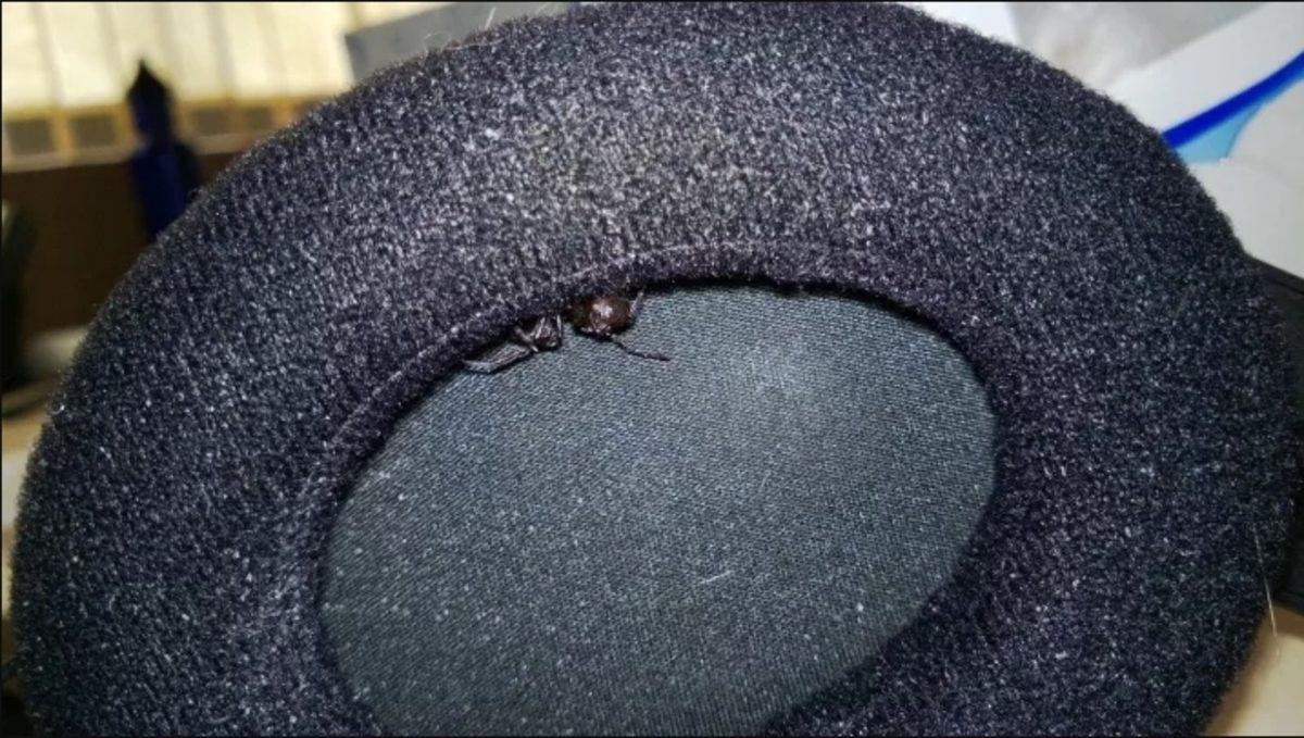 Örümceklerin Her Yerde Olabileceğini Kanıtlayan 23 Fotoğraf