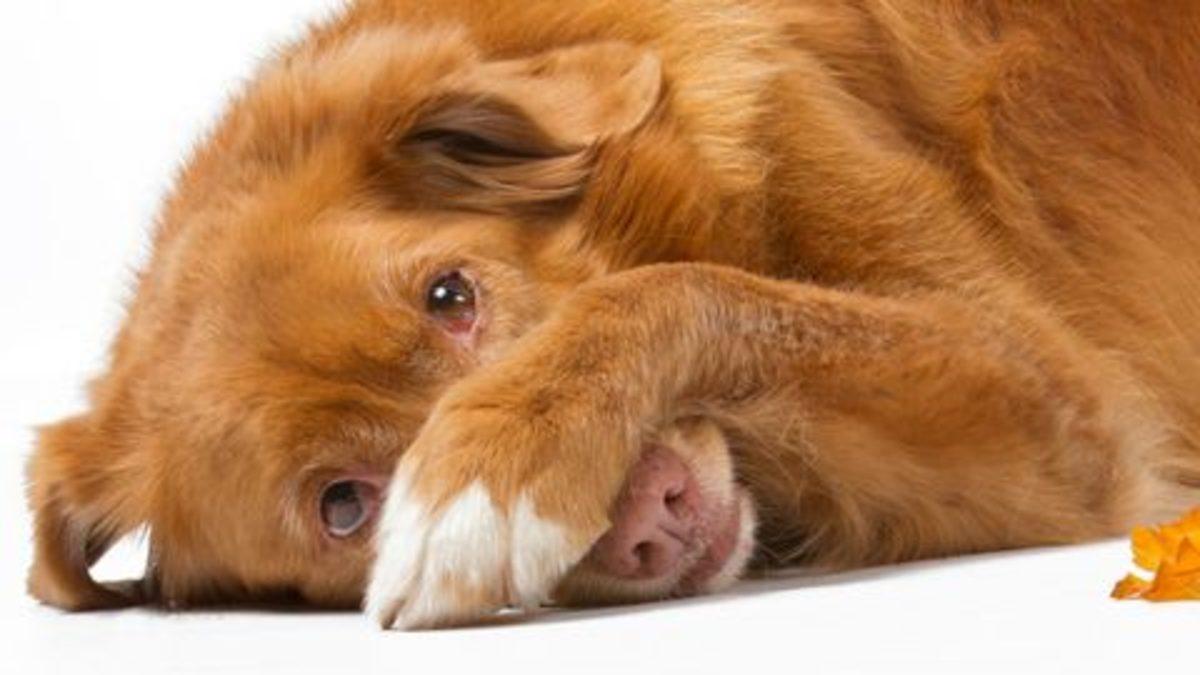 Köpekler Neden Dışkı Yerler?