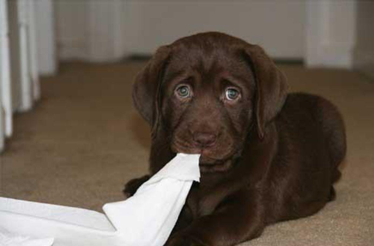 Köpekler Neden Dışkı Yerler?