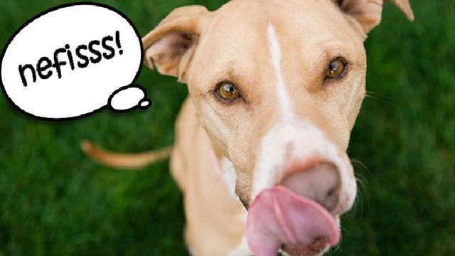 Köpekler Neden Dışkı Yerler?