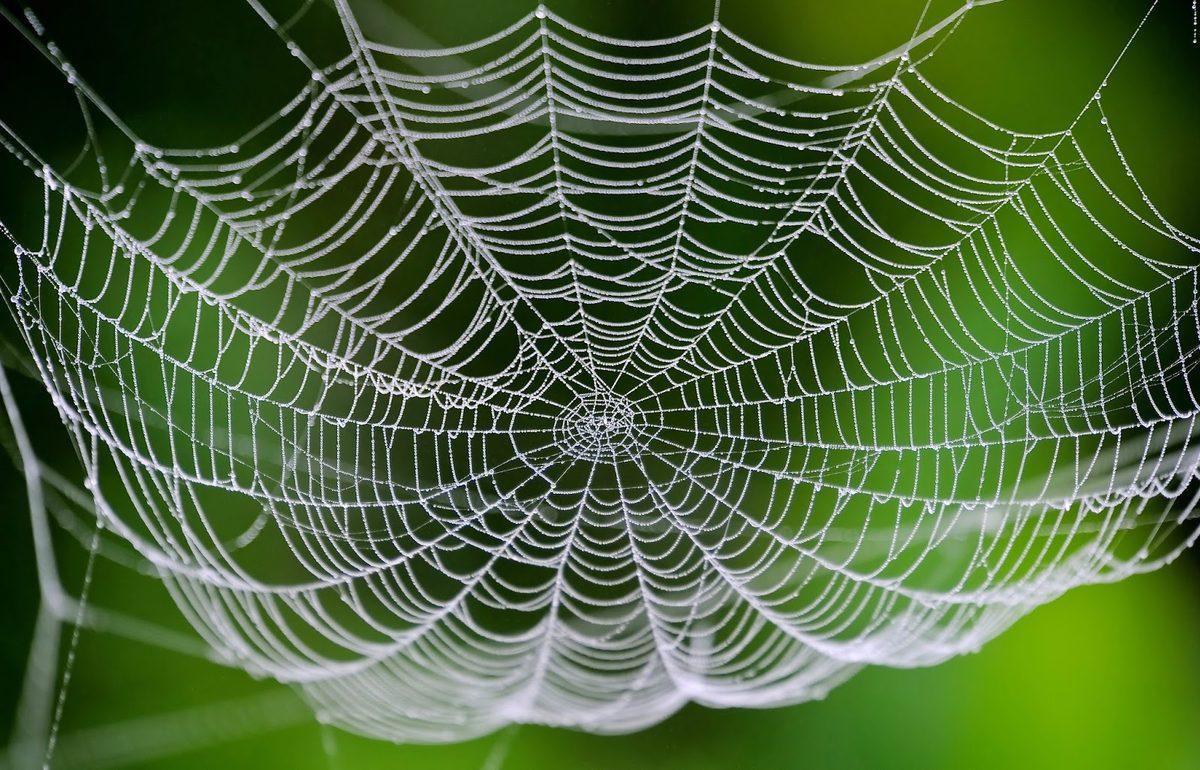 Bilim İnsanları, İpek Böceklerine Örümcek Ağı Geni Aktararak Özel Bir Ağ Elde Etmeyi Başardı