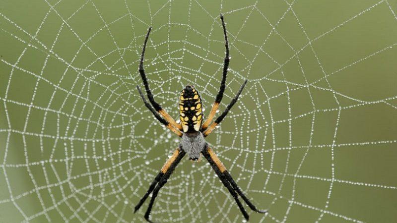 Bilim İnsanları, İpek Böceklerine Örümcek Ağı Geni Aktararak Özel Bir Ağ Elde Etmeyi Başardı