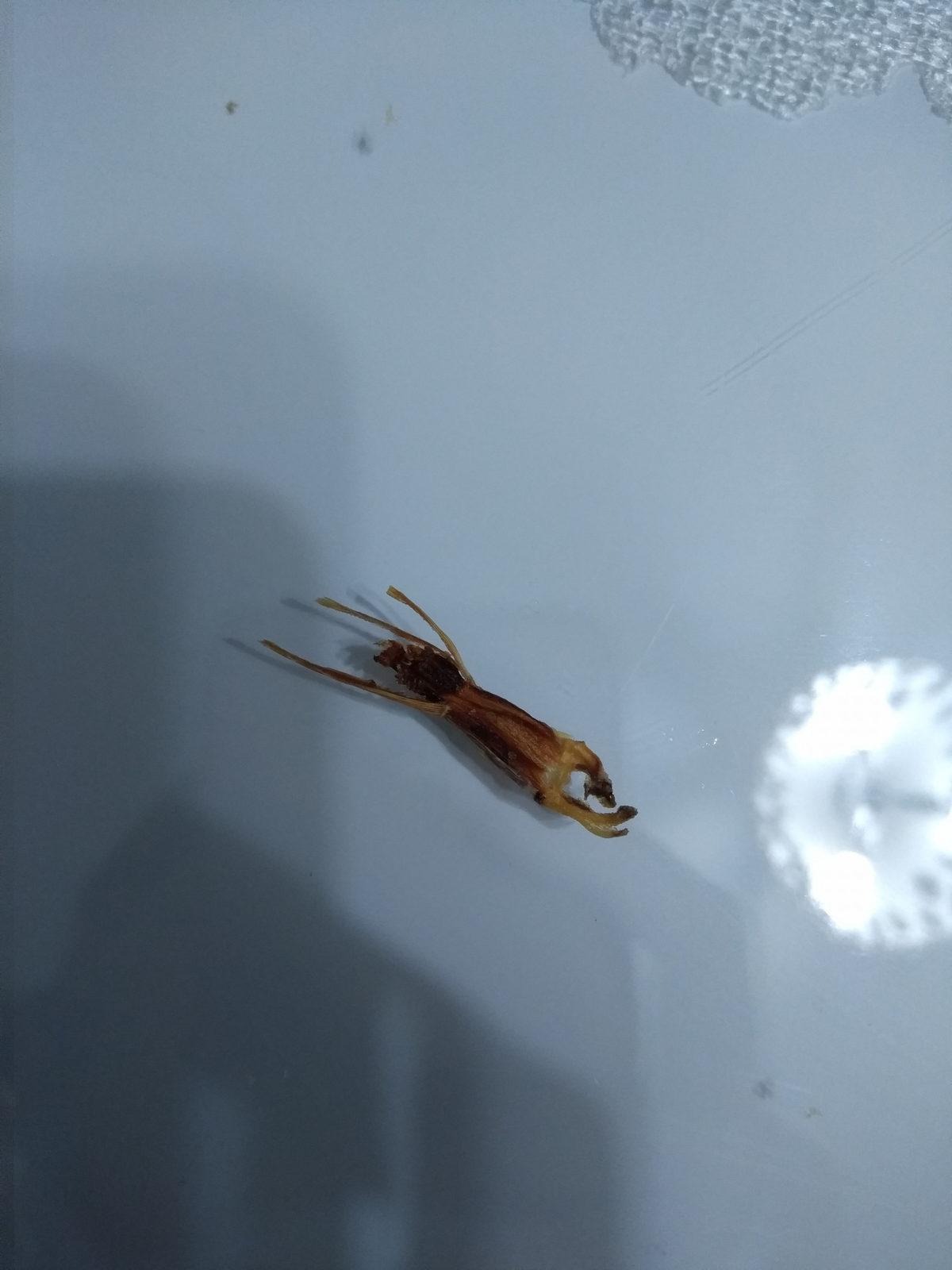 Sosyal Medyayı Sallayan, Ruffles Cipslerinden Fare ve Böcek Çıktığı İddiaları!