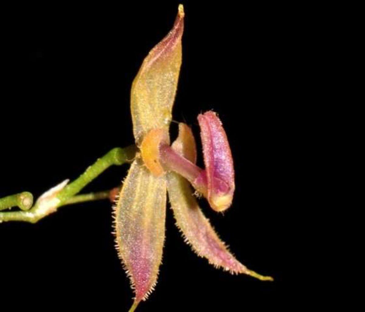 Peru Ormanlarında Yeni Bir Orkide Türü Keşfedildi