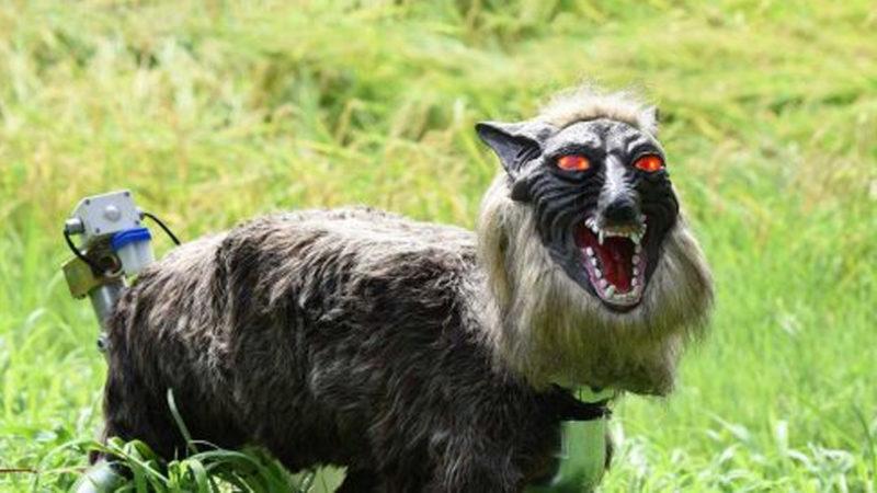 Kutsal Damacana Filminden Çıkmış Gibi Duran, Tarla Bekçisi Japon Kurt Robotu!