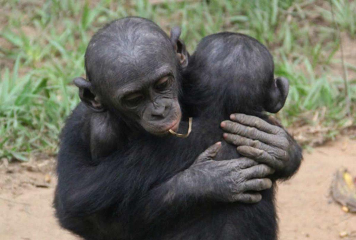 Yavrusuyla Aşırı İnsansı Bir Oyun Oynarken Görüntülenen Bonobo Maymunu