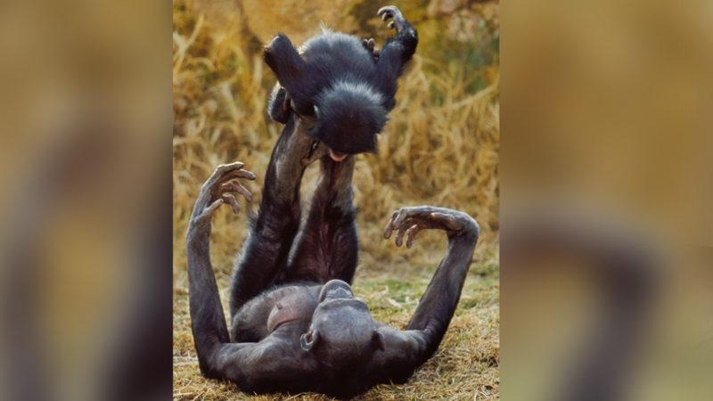 Yavrusuyla Aşırı İnsansı Bir Oyun Oynarken Görüntülenen Bonobo Maymunu