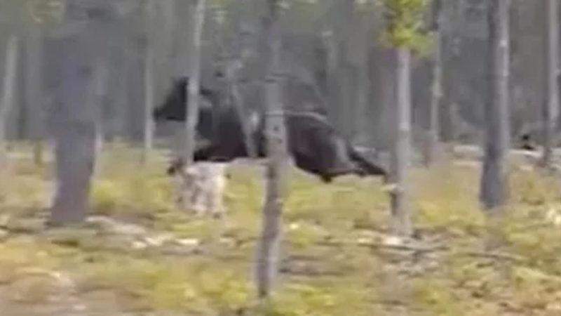 Yetişkin Bir Attan Daha Uzun, 2.1 Metre Boyundaki Kurt Benzeri Canlı (Video)