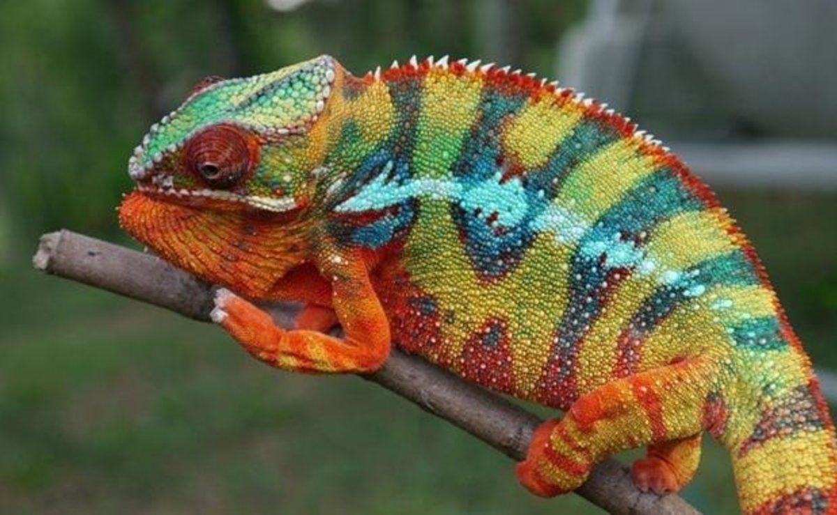 Bukalemunlar Neden ve Nasıl Renk Değiştiriyor?
