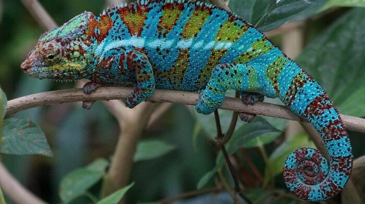 Bukalemunlar Neden ve Nasıl Renk Değiştiriyor?