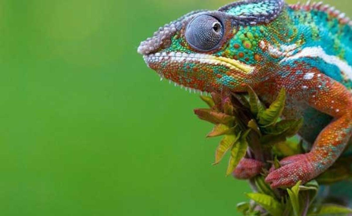 Bukalemunlar Neden ve Nasıl Renk Değiştiriyor?
