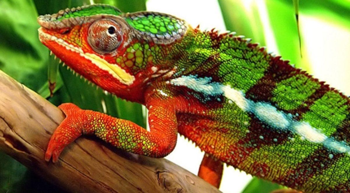 Bukalemunlar Neden ve Nasıl Renk Değiştiriyor?