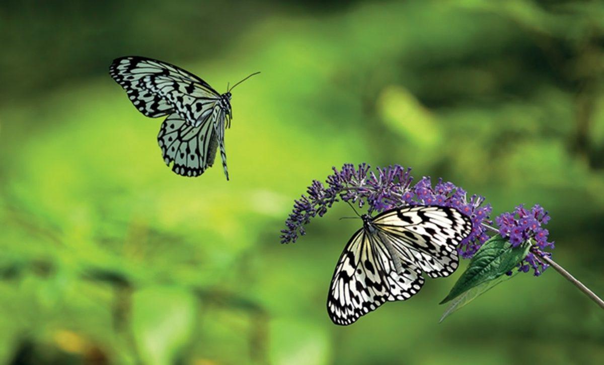 Bukalemunlar Neden ve Nasıl Renk Değiştiriyor?