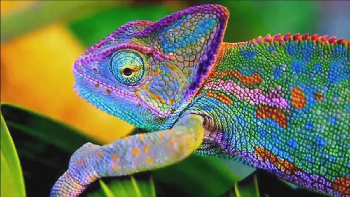 Bukalemunlar Neden ve Nasıl Renk Değiştiriyor?