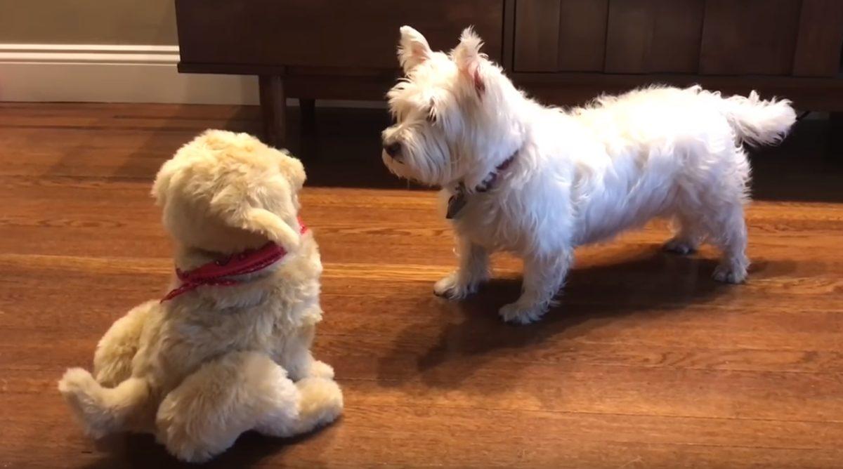 Robot Köpeklerin Yıllar İçerisindeki Muhteşem Gelişimi