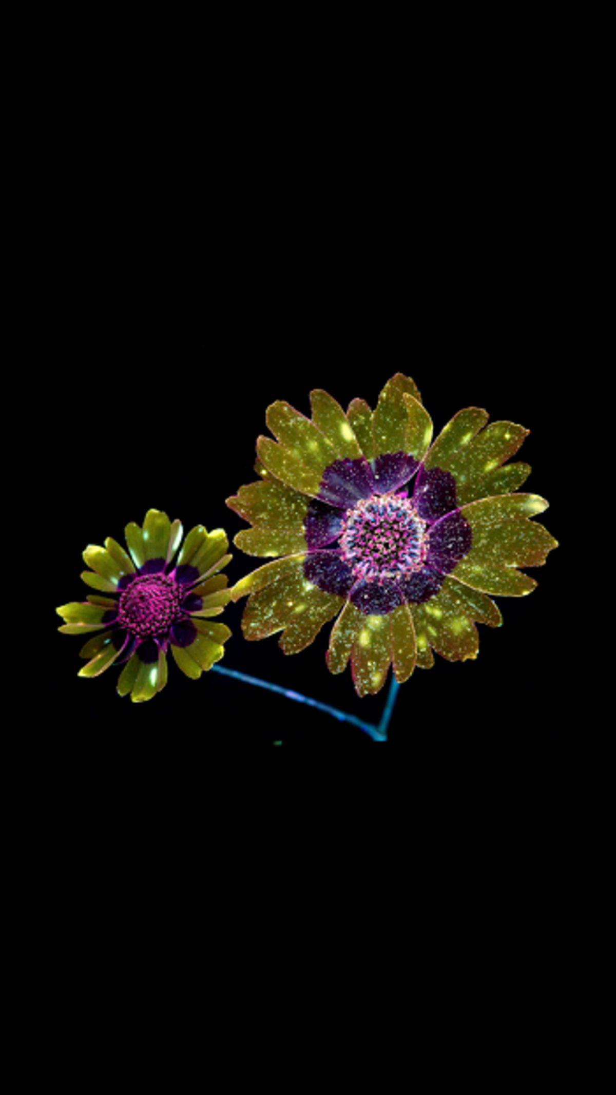 iPhone Cihazlarınızda Kullanabileceğiniz Birbirinden Güzel Duvar Kağıtları