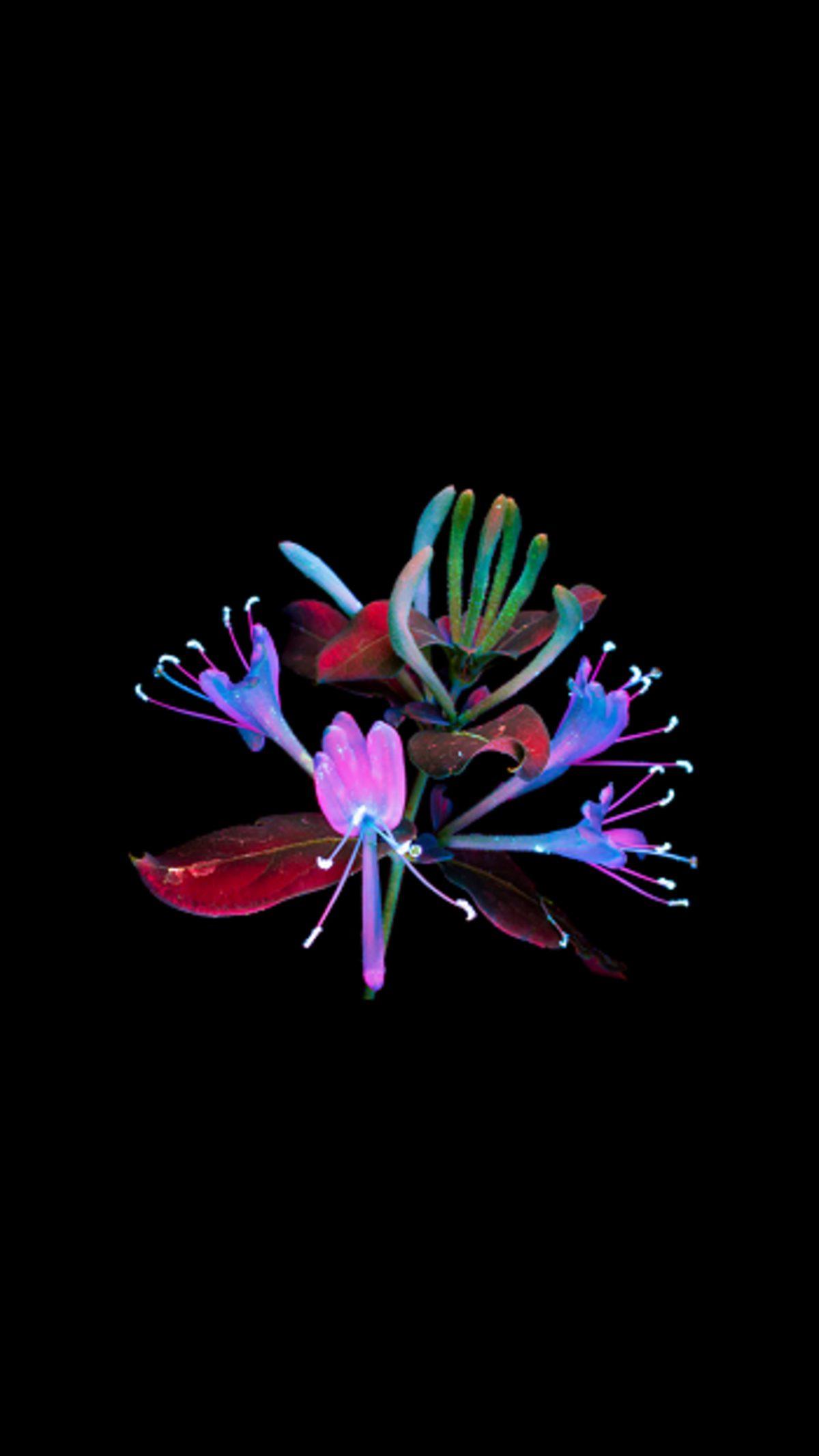 iPhone Cihazlarınızda Kullanabileceğiniz Birbirinden Güzel Duvar Kağıtları