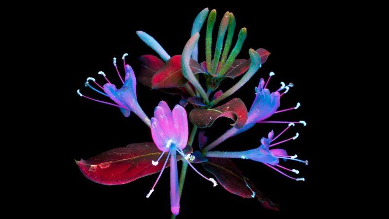 iPhone Cihazlarınızda Kullanabileceğiniz Birbirinden Güzel Duvar Kağıtları