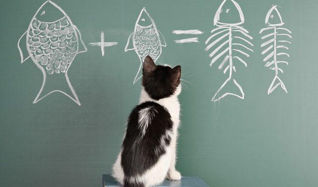 Dünya Üzerinde Yaşayan En Zeki Hayvanlar