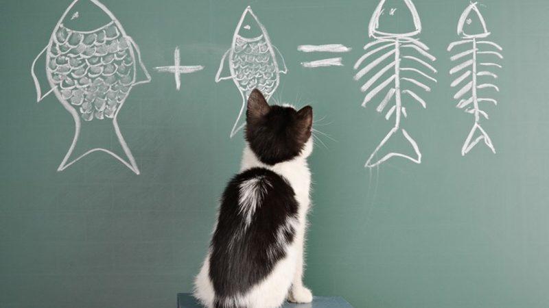 Dünya Üzerinde Yaşayan En Zeki Hayvanlar