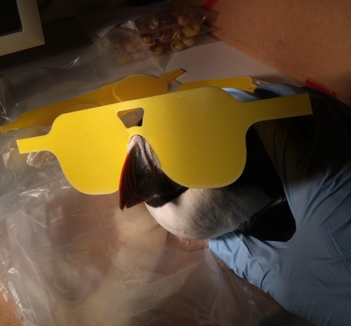 Bazı Martı Türü Gagalarının, Floresan Gibi Işık Saçtığını Biliyor muydunuz?