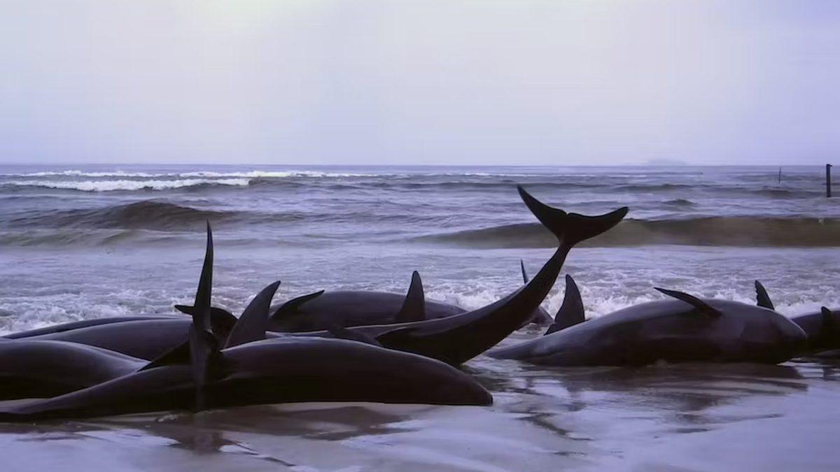 Ölenin Arkasından Yas Bile Tutan Hayvanlar, İnsanlar Gibi İntihar Eder mi?