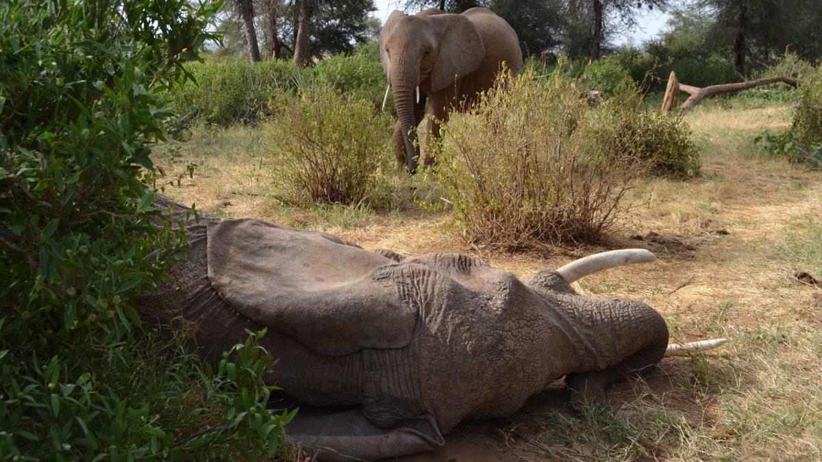 Ölenin Arkasından Yas Bile Tutan Hayvanlar, İnsanlar Gibi İntihar Eder mi?