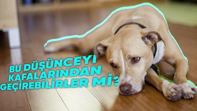 Ölenin Arkasından Yas Bile Tutan Hayvanlar, İnsanlar Gibi İntihar Eder mi?