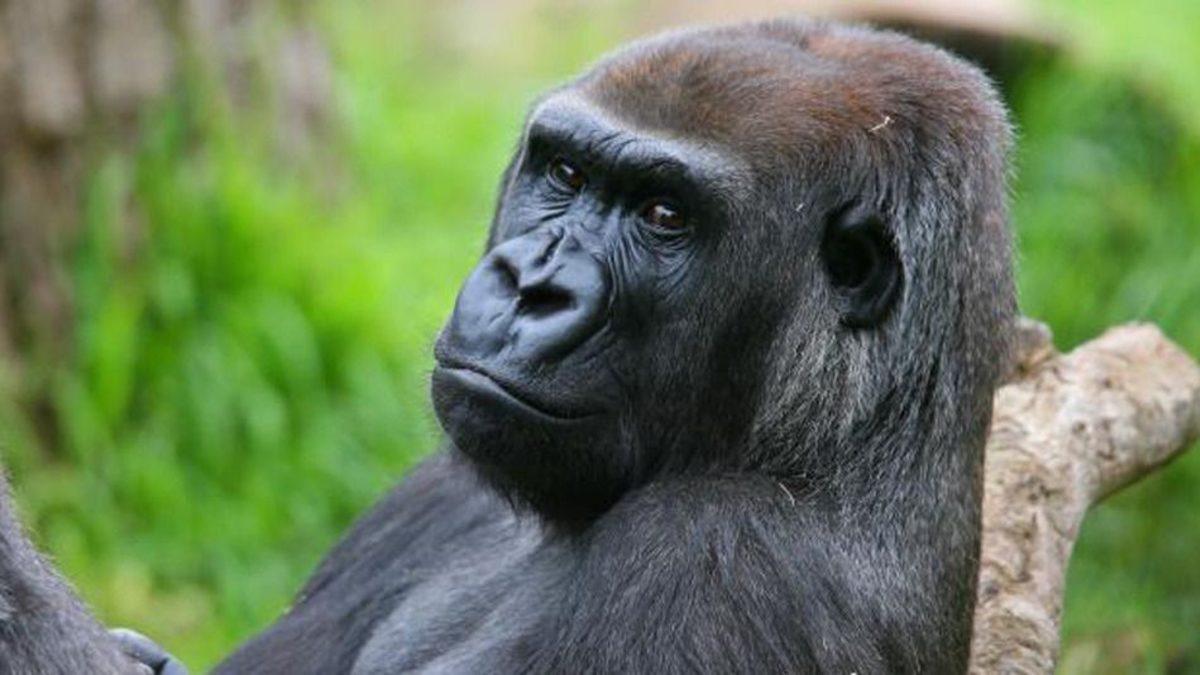 Bir Goril Saldırısında Nasıl Hayatta Kalırsınız?