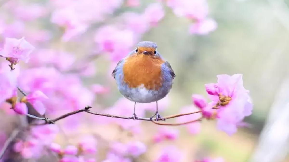 Mevsim Değişimleri Canlıları Nasıl Etkiler?