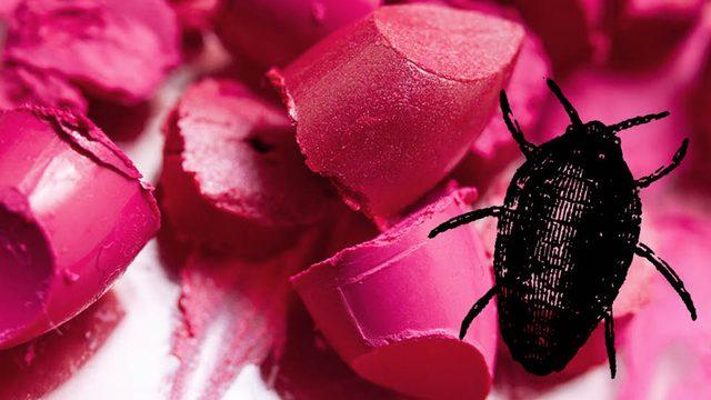 Türkiye’de Satılan İçecek ve Yiyeceklerin Hemen Hepsinde Bulunan Böcek