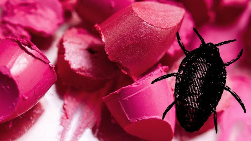 Türkiye’de Satılan İçecek ve Yiyeceklerin Hemen Hepsinde Bulunan Böcek