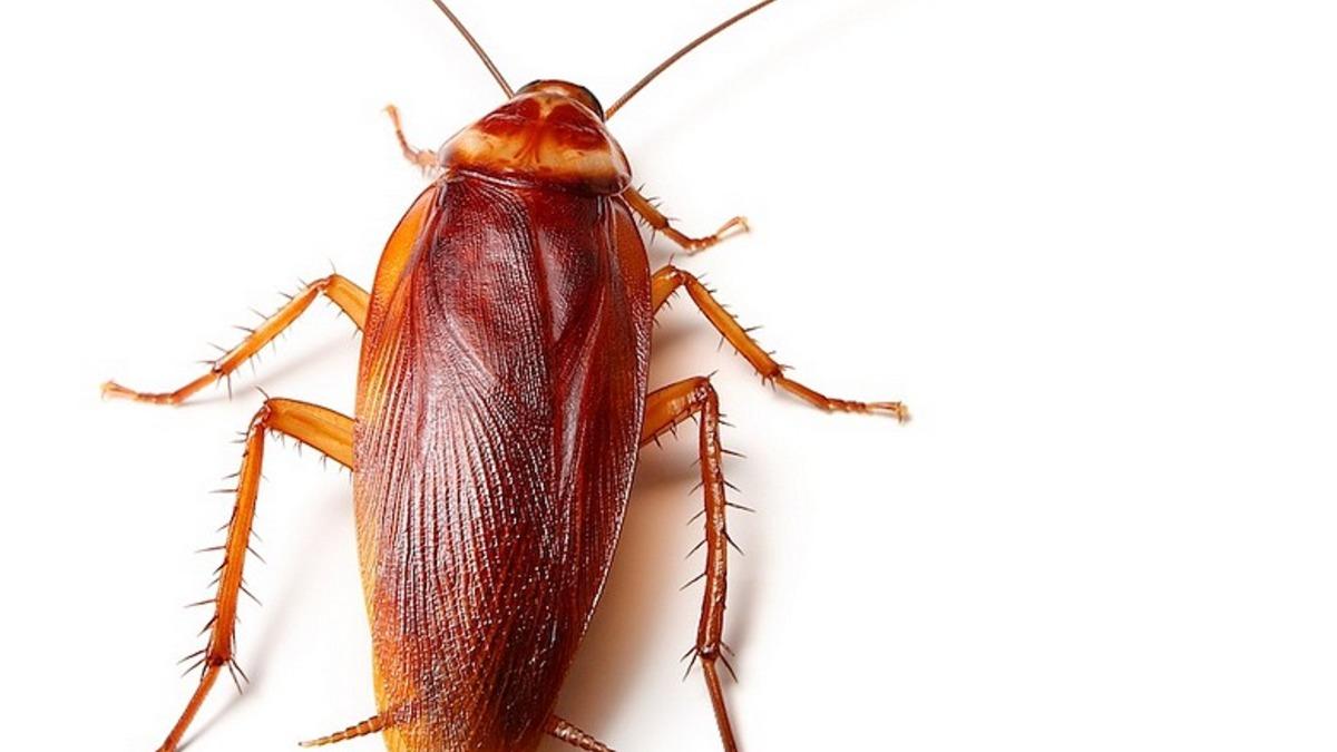 Amerikalı Bir Kadının Kulağına Giren Hamam Böceği, 9 Gün Sonra Çıkarılabildi!