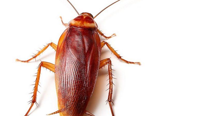 Amerikalı Bir Kadının Kulağına Giren Hamam Böceği, 9 Gün Sonra Çıkarılabildi!