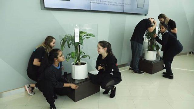 Yapılan Bir Deneyde Sürekli Küfüre Maruz Kalan Çiçek Sararıp Soldu