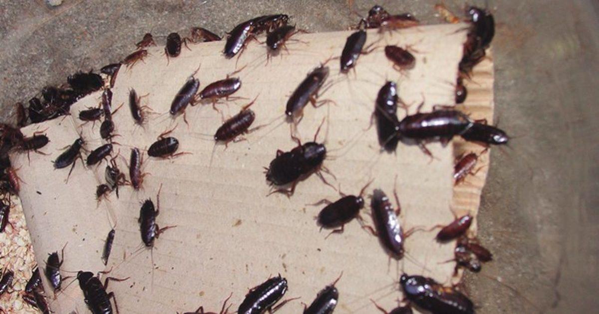 Hamam Böceklerini Öldürülemez Yapan Şey Nedir?