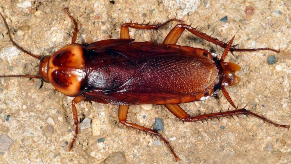 Hamam Böceklerini Öldürülemez Yapan Şey Nedir?