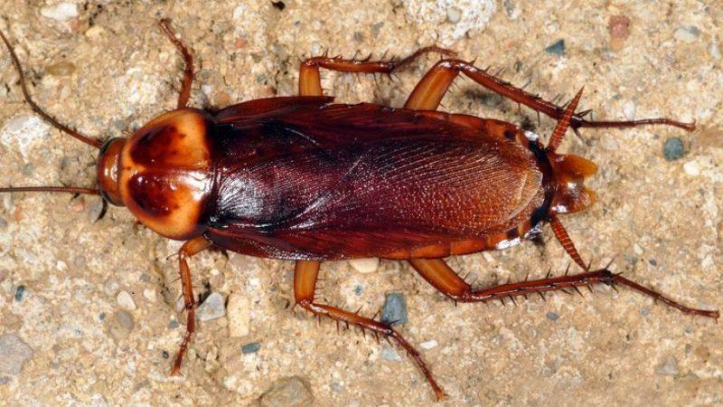 Hamam Böceklerini Öldürülemez Yapan Şey Nedir?