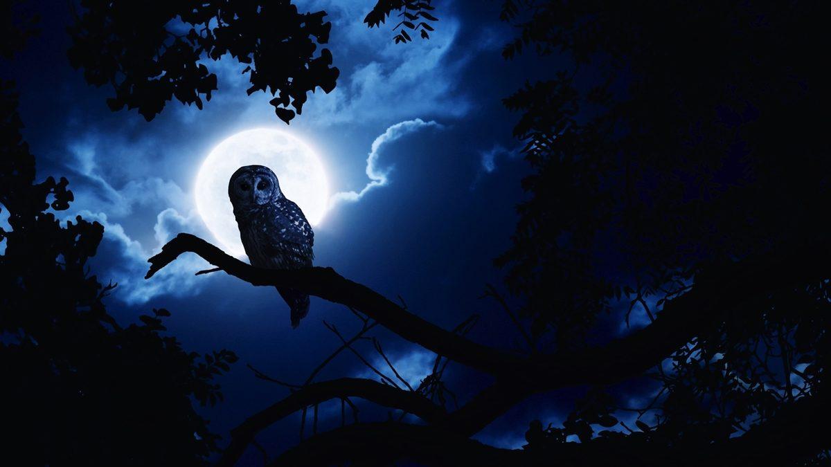 Ay, Gökyüzünden Birdenbire Yok Olsaydı Dünya’da Neler Olurdu?