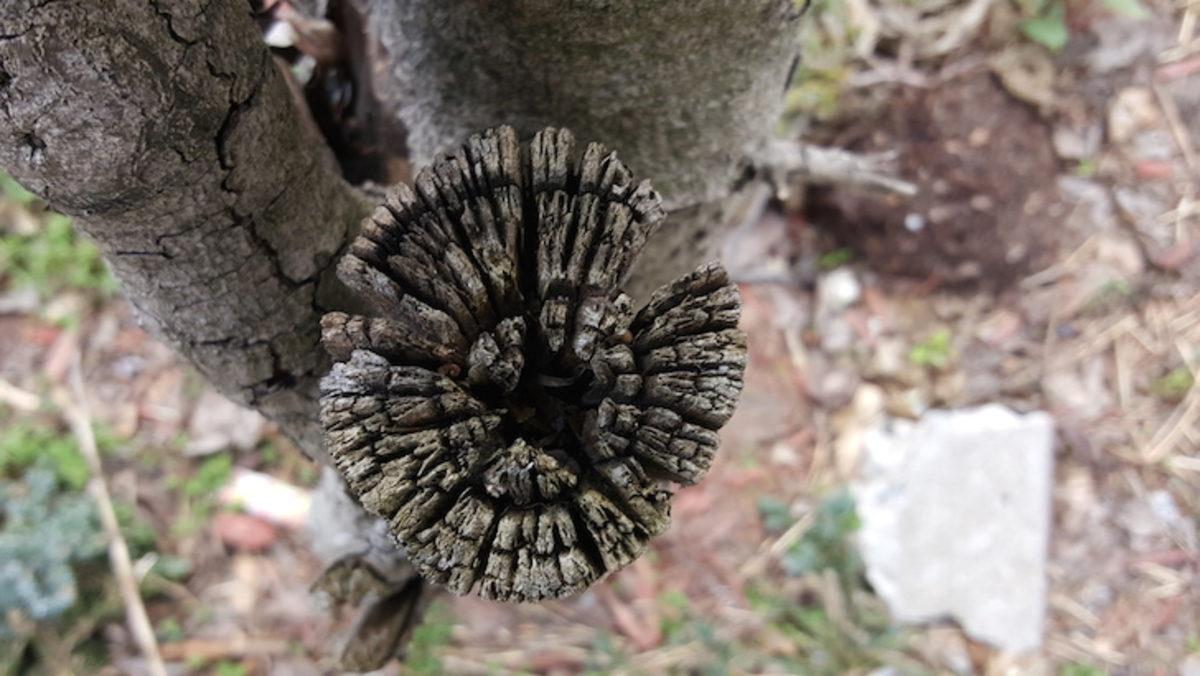 Kamera Testi: LG G4, iPhone 6, Galaxy S6 ve Daha Fazlası