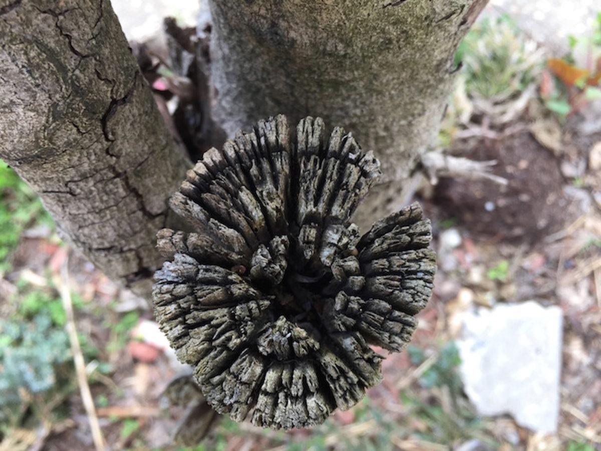 Kamera Testi: LG G4, iPhone 6, Galaxy S6 ve Daha Fazlası