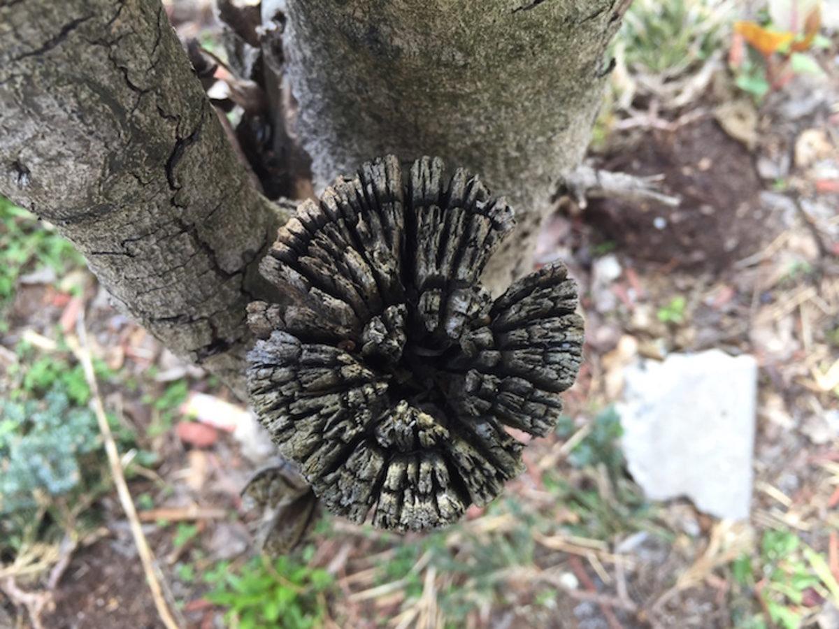 Kamera Testi: LG G4, iPhone 6, Galaxy S6 ve Daha Fazlası