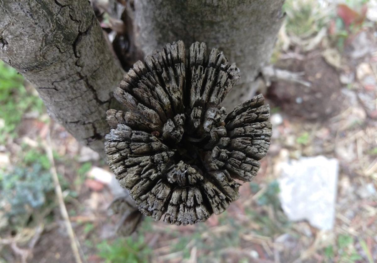 Kamera Testi: LG G4, iPhone 6, Galaxy S6 ve Daha Fazlası