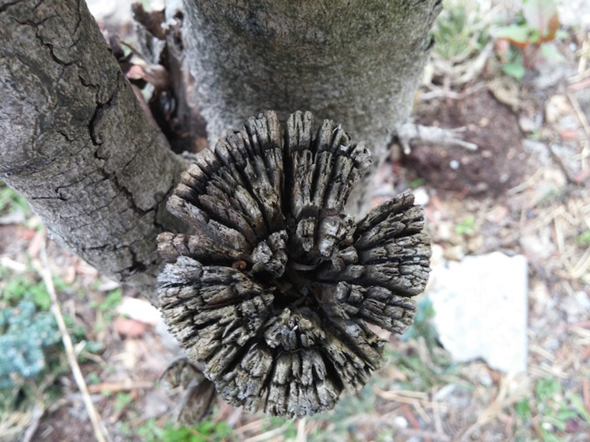 Kamera Testi: LG G4, iPhone 6, Galaxy S6 ve Daha Fazlası