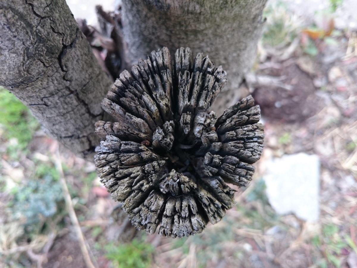 Kamera Testi: LG G4, iPhone 6, Galaxy S6 ve Daha Fazlası