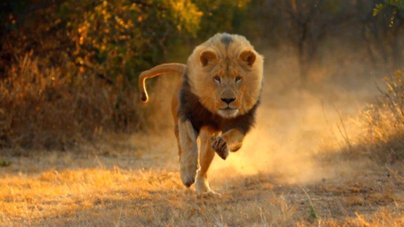 Olası Bir Aslan Saldırısında Nasıl Hayatta Kalınır?