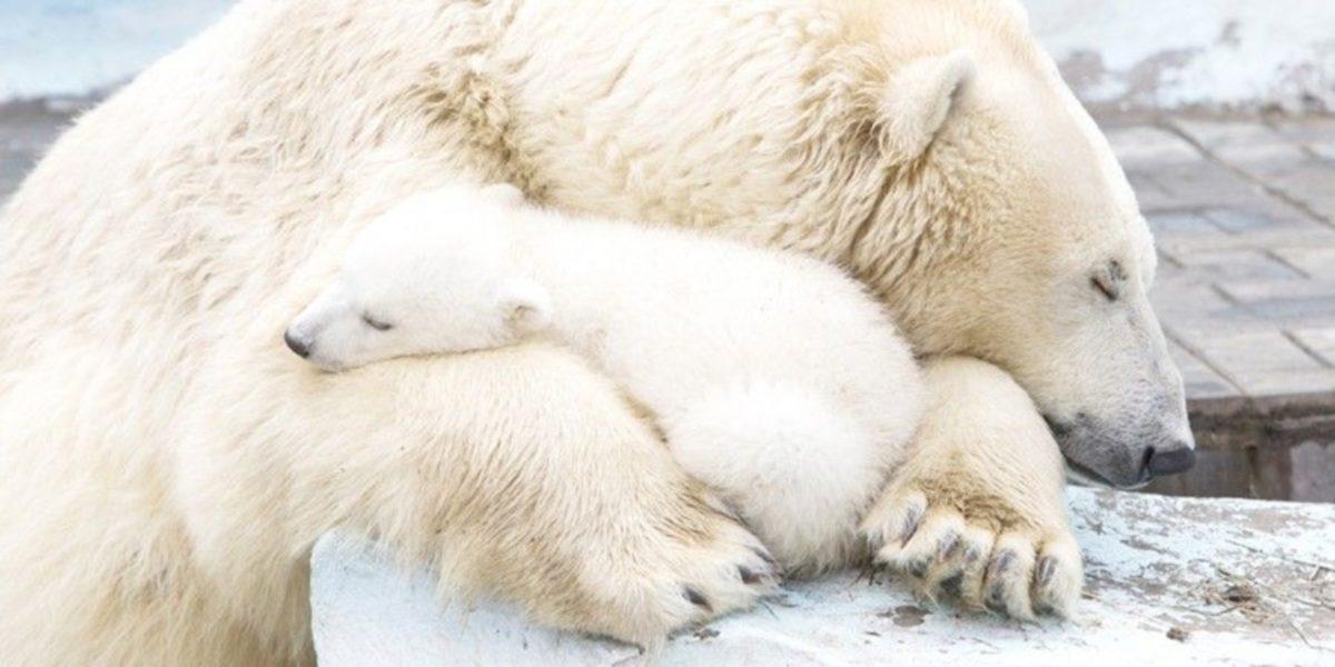Kutup Ayısı Ciğeri Yiyen Bir İnsanın Kayıtsız Şartsız Öldüğünü Biliyor muydunuz?
