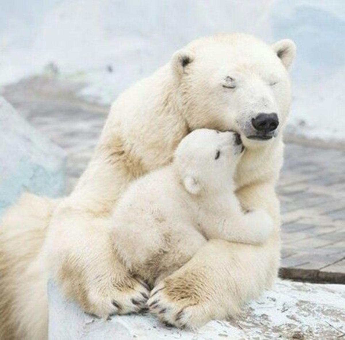 Kutup Ayısı Ciğeri Yiyen Bir İnsanın Kayıtsız Şartsız Öldüğünü Biliyor muydunuz?